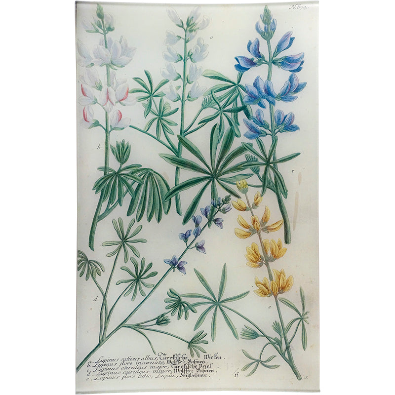 N. 674 Lupine