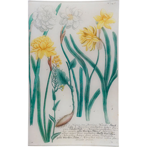 N. 746 Daffodil