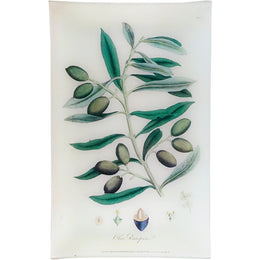 Olive - Olea Europaea (History of Plants)