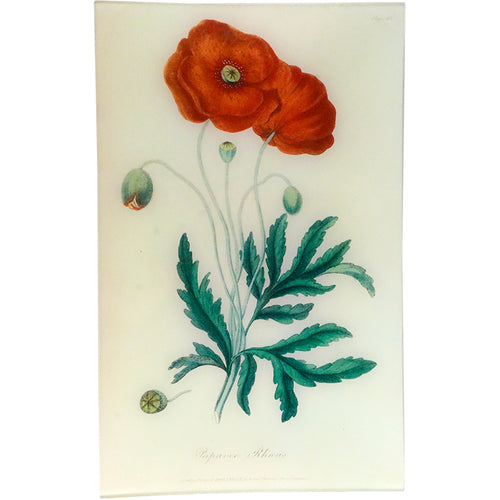 Poppy - Papaver Rheas (History of Plants)