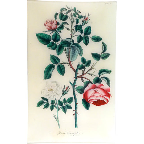 Cabbage Rose - Rosa Centifolia (History of Plants)