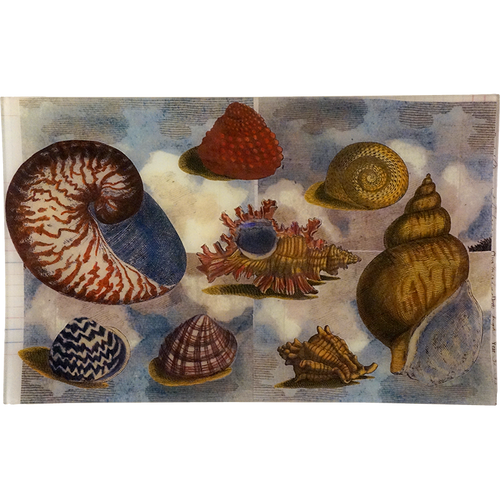 Seashell Sky (Collage)