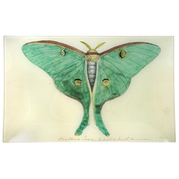 Eyed Green Butterfly