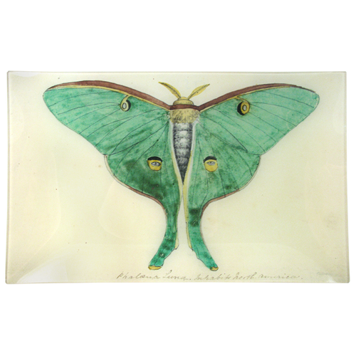 Eyed Green Butterfly