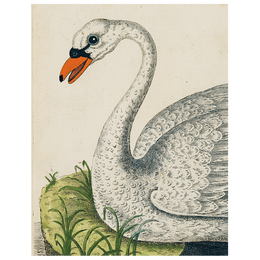Swan (p 101)