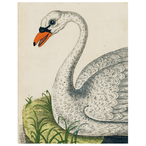 Swan (p 101)