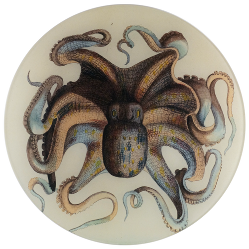 Octopus - FINAL SALE
