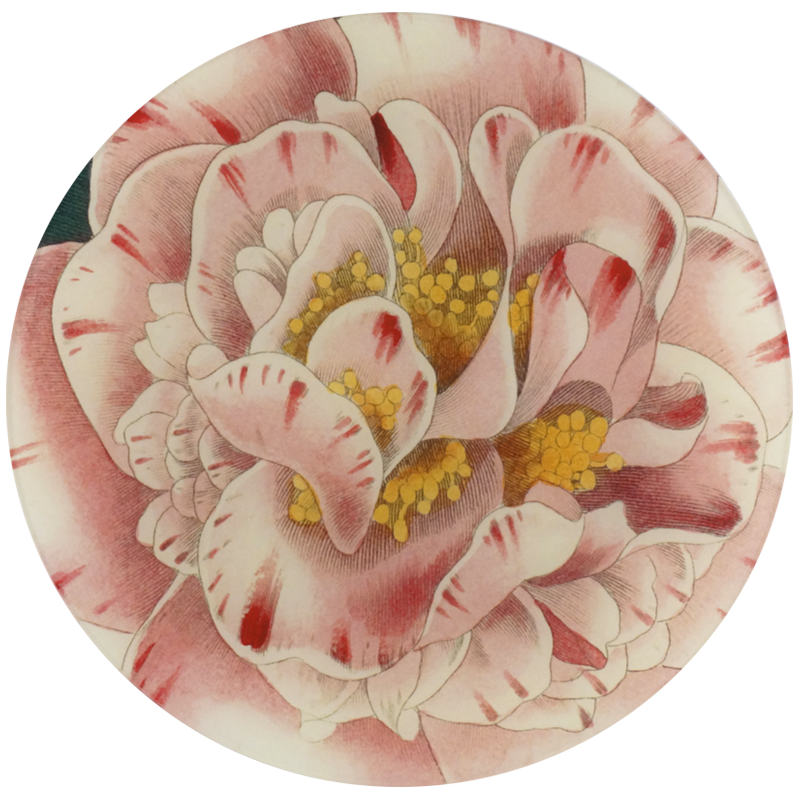 An eleven inch glass plate featuring a  variegated camellia flower.