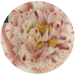 Variegated Camellia