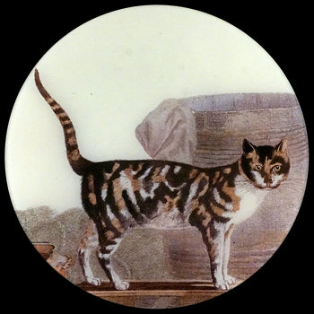 Cat on the Waterfront