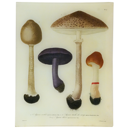 Mushrooms Pl. 17 - FINAL SALE