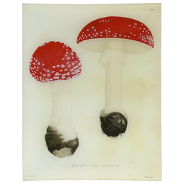 Mushrooms - Pl. 18 - FINAL SALE