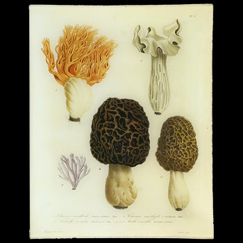 Mushrooms - Pl. 1