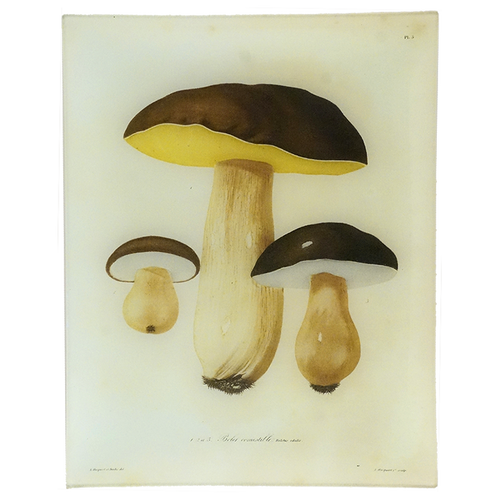 Mushrooms Pl. 5 - FINAL SALE