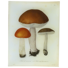 Mushrooms Pl. 9 - FINAL SALE