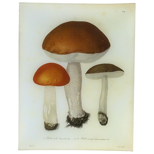 Mushrooms- Pl. 9