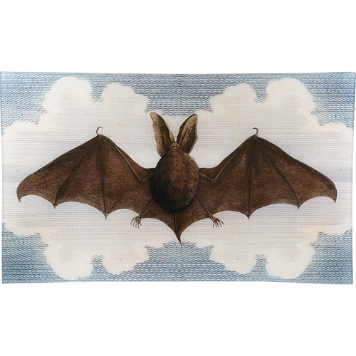 Double-Eared Bat