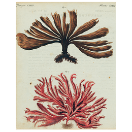 Brown and Red Seaweed (p 121)