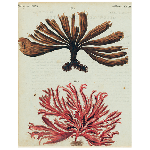 Brown and Red Seaweed (p 121)