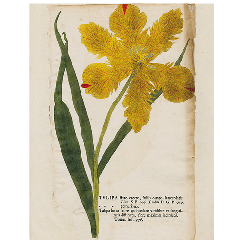 Yellow Tulip (p 122)