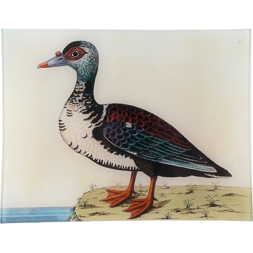 #48 - Muscovy Duck