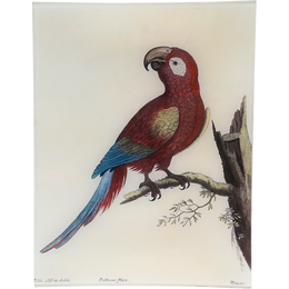 #52 - Macaw