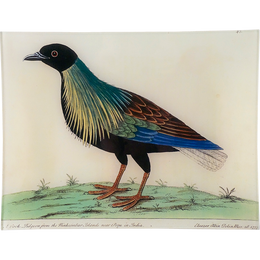 #53 - Nicobar Pigeon Cock