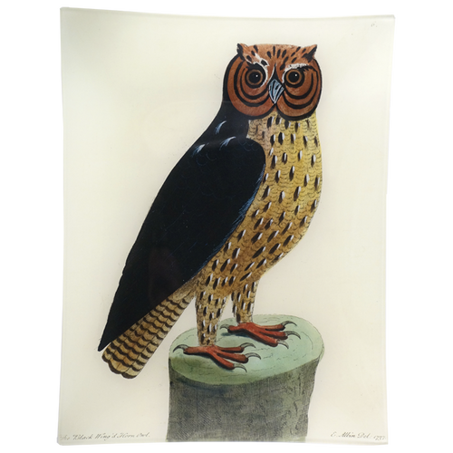 #44 - Horn Owl