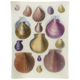 Scallops LXII (62) - FINAL SALE