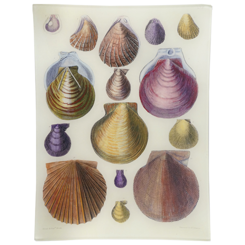 Scallops LXII (62) - FINAL SALE