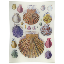 Scallops LXIV (64) - FINAL SALE