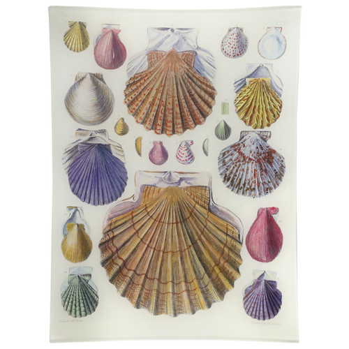 Scallops LXIV (64) - FINAL SALE