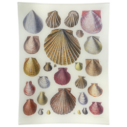 Scallops LXV (65) - FINAL SALE