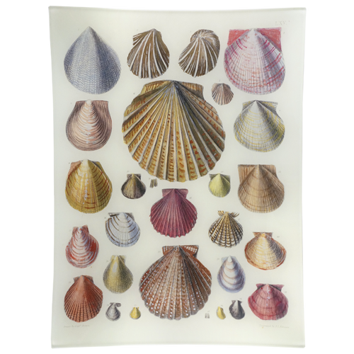 Scallops LXV (65) - FINAL SALE