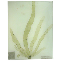 #1 Seaweed (CLI) - FINAL SALE