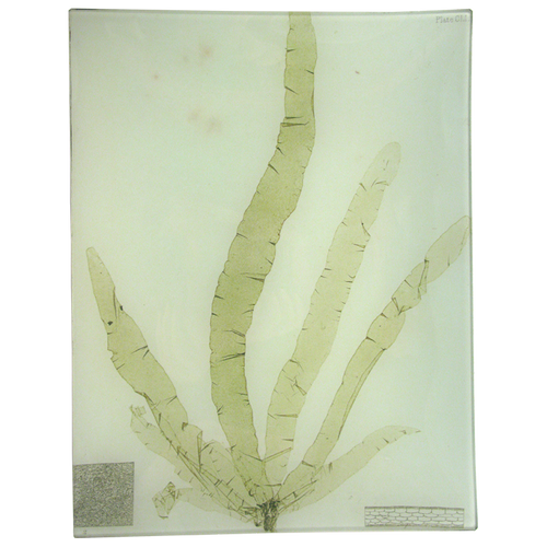 #1 Seaweed (CLI) - FINAL SALE