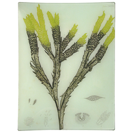 #7 Seaweed (CXXXVIII) - FINAL SALE