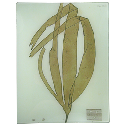 #10 Seaweed (CXLVII) - FINAL SALE