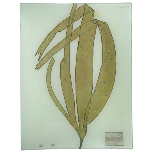 #10 Seaweed (CXLVII) - FINAL SALE