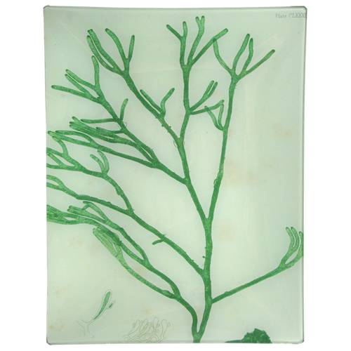 #16 Seaweed (CLXXXII)