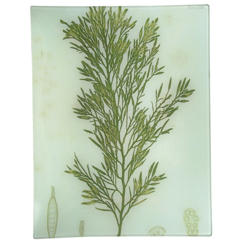 #23 Seaweed (CXXX)