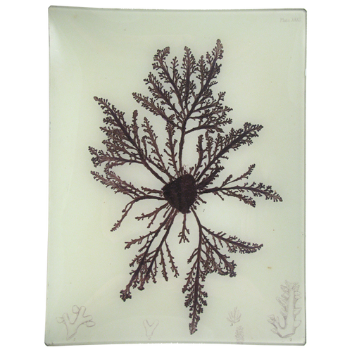 #25 Seaweed (XXXII)