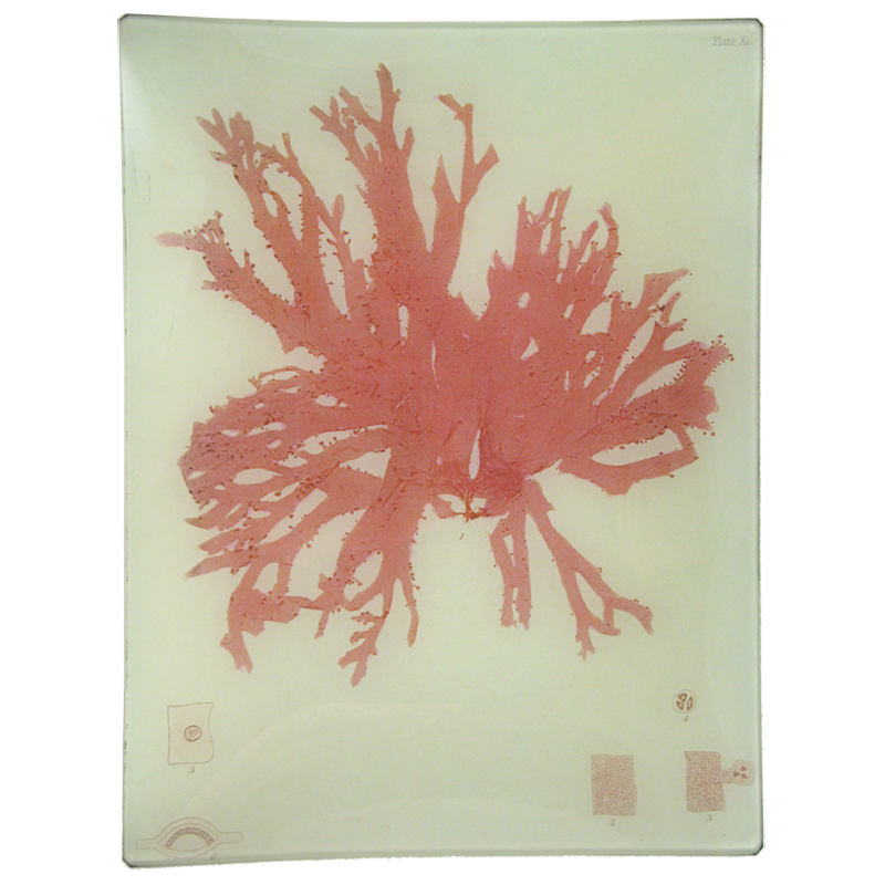 #26 Seaweed (CCV)