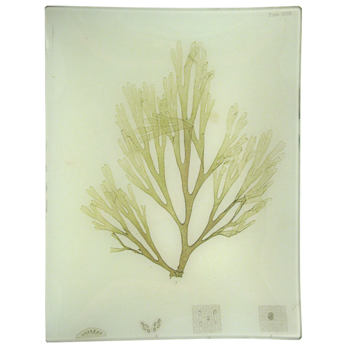 #35 Seaweed (CLVIII)