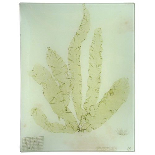 #41 Seaweed (CLXIII)