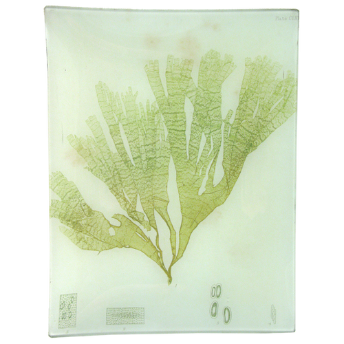#43 Seaweed (CLVa)