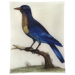 #11 - Good Hope Blue Jay - FINAL SALE