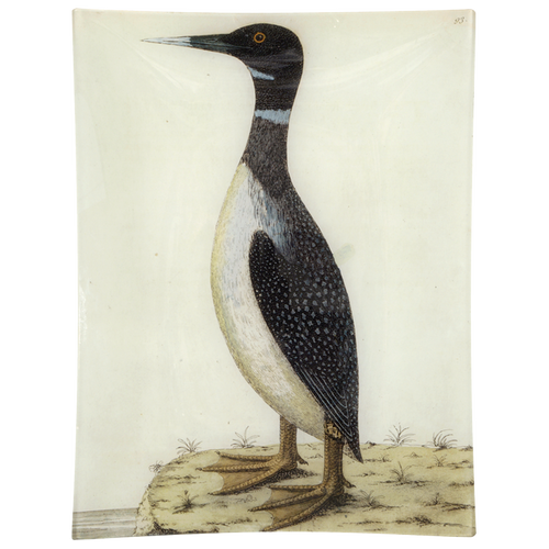 #19 - Speckled Loon