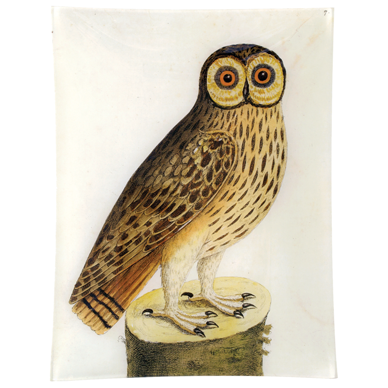 #1 - Great Brown Owl