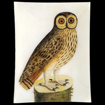 #1 - Great Brown Owl
